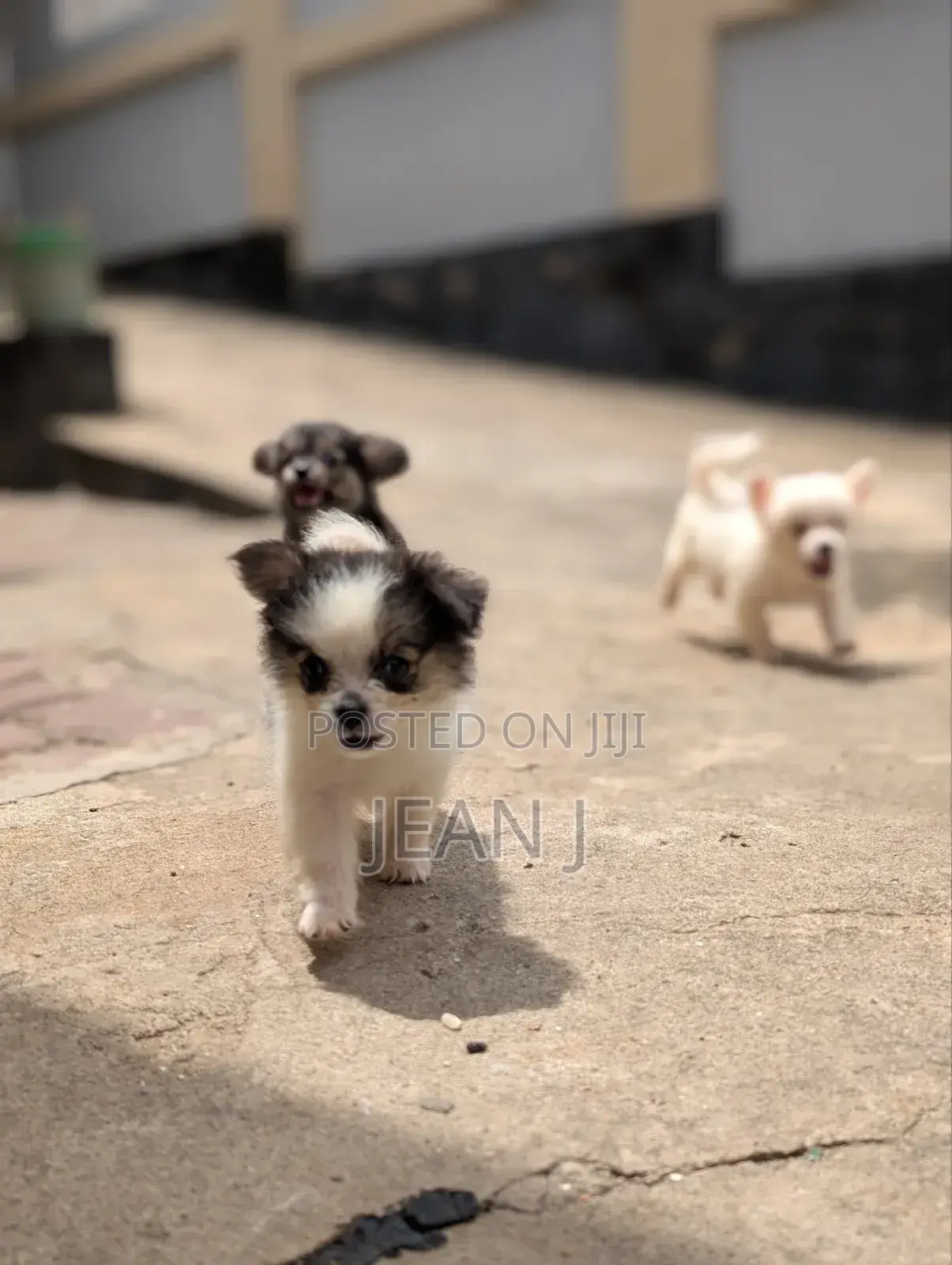 1-3 months Female Purebred American Eskimo