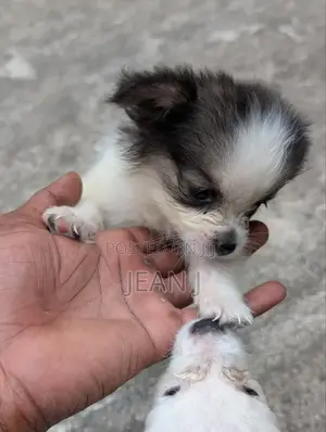1-3 months Female Purebred American Eskimo