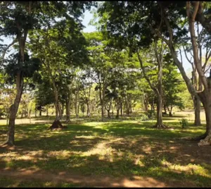 Prime Land for Sale in Usa River