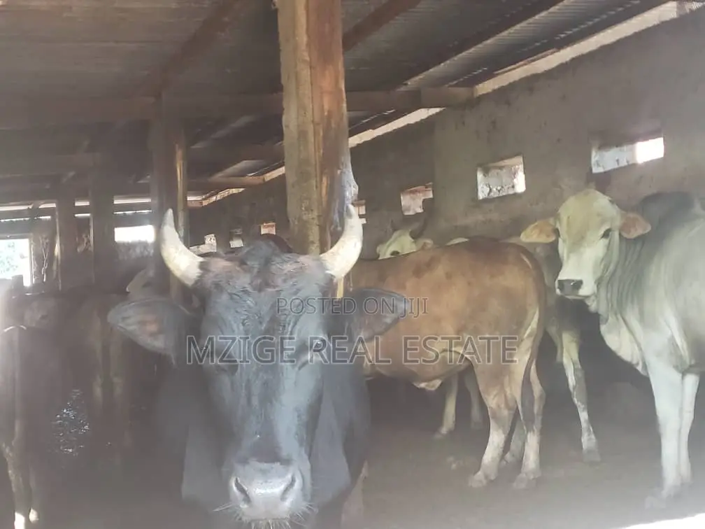 756 Acres Farm Within the Wildlife Corridor 4 Sale in West Kilimanjaro