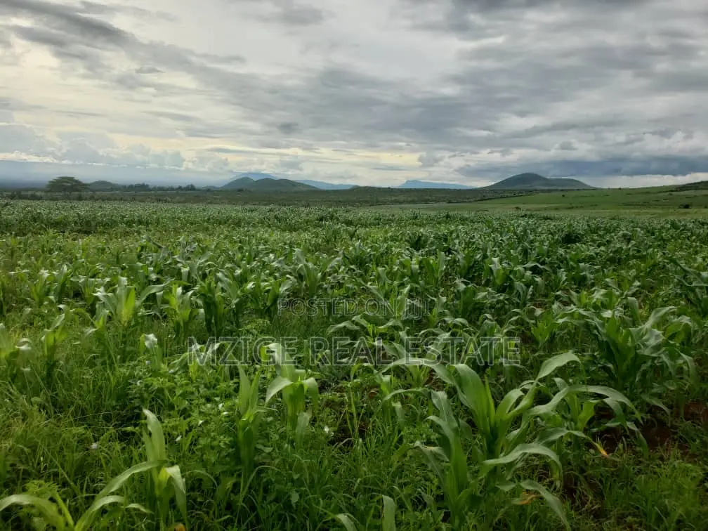756 Acres Farm Within the Wildlife Corridor 4 Sale in West Kilimanjaro