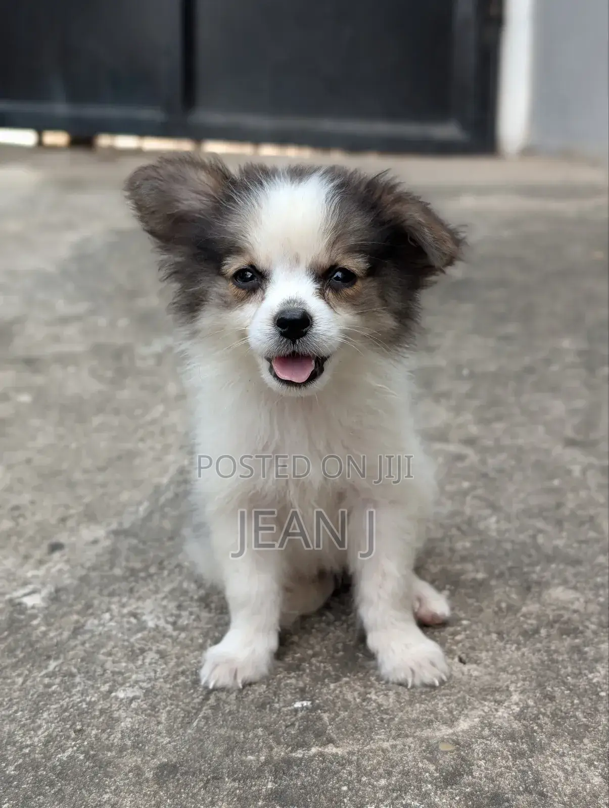 1-3 months Female Purebred American Eskimo