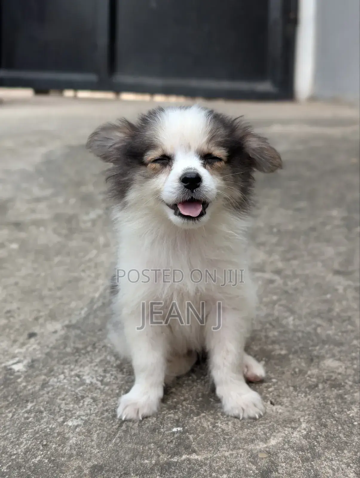 1-3 months Female Purebred American Eskimo