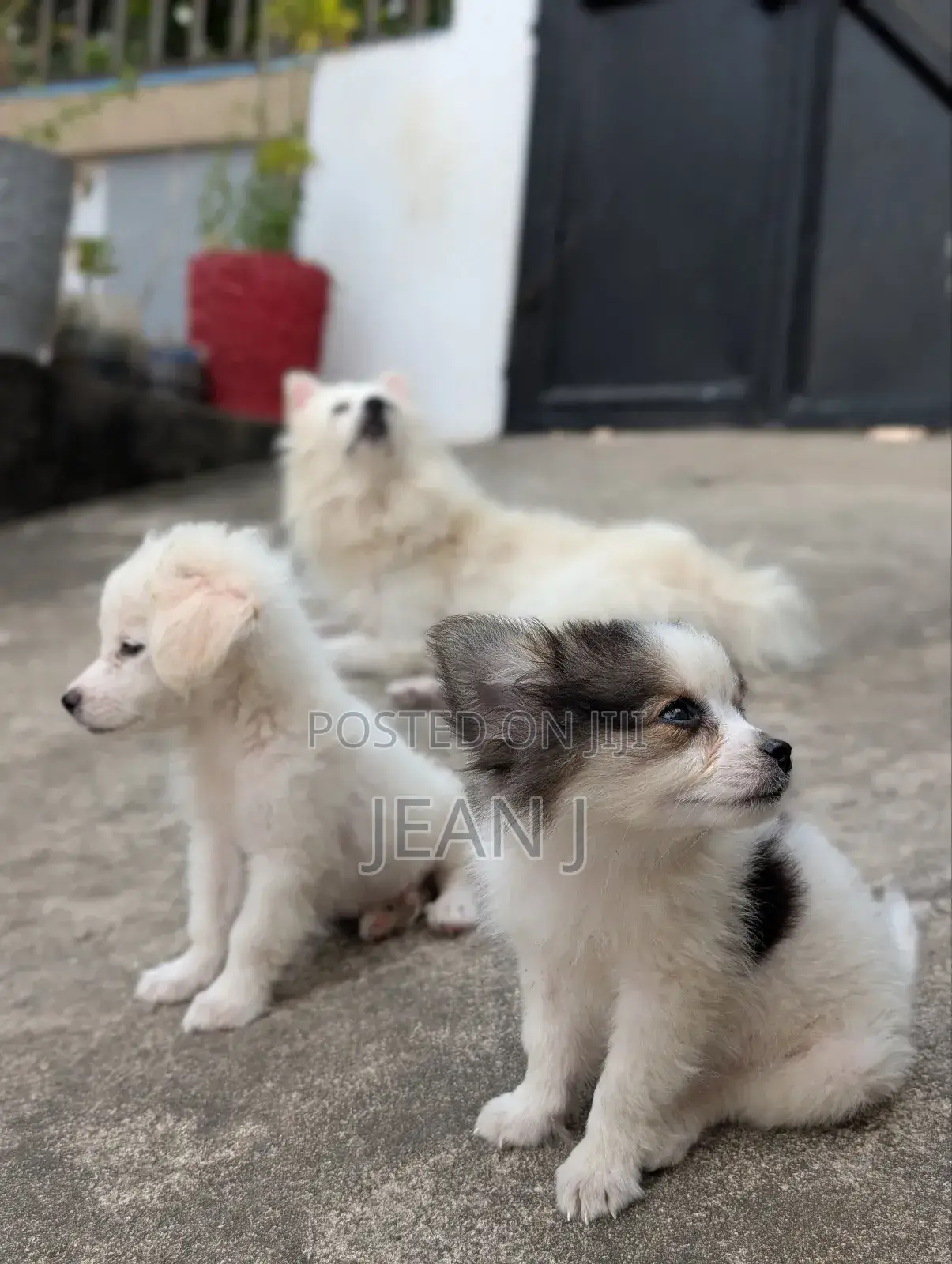 1-3 months Female Purebred American Eskimo
