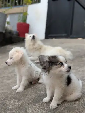 1-3 months Female Purebred American Eskimo