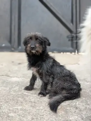 1+ year Female Purebred Maltese