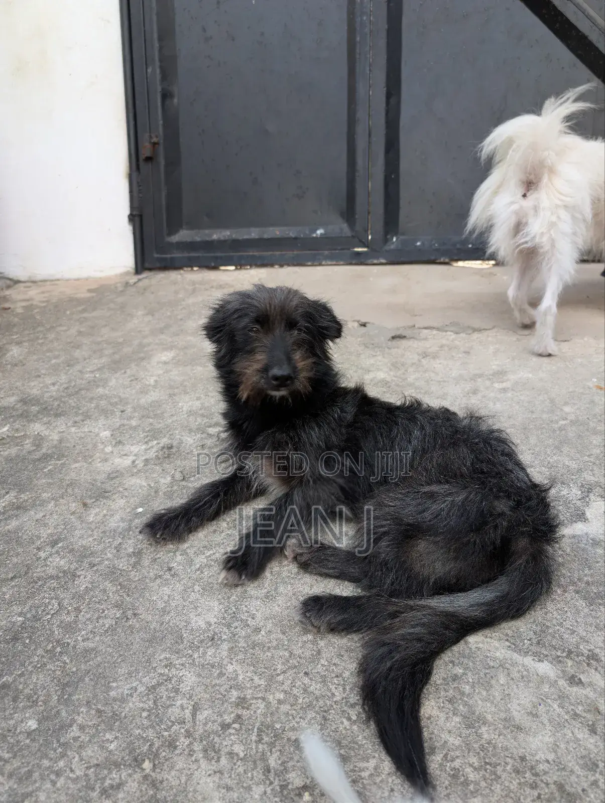 1+ year Female Purebred Maltese