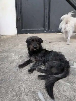 1+ year Female Purebred Maltese