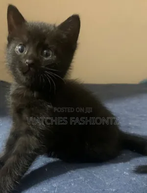 1-3 months Male Purebred Tabby