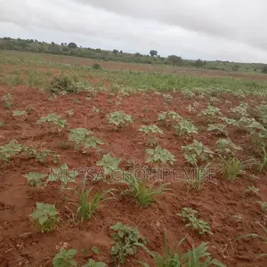Kiwanja Kinauzwa Nala Decca Block Bp Sm 540 Kina Hat Block Mpya Hamna