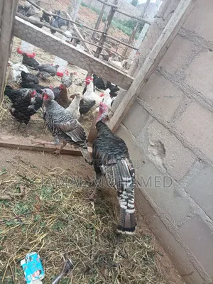 Nauza Bata Mzinga,kuku,kware,bata Na Mayai Ya Kuku Wa Kienyeji