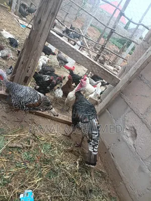 Nauza Bata Mzinga,kuku,kware,bata Na Mayai Ya Kuku Wa Kienyeji