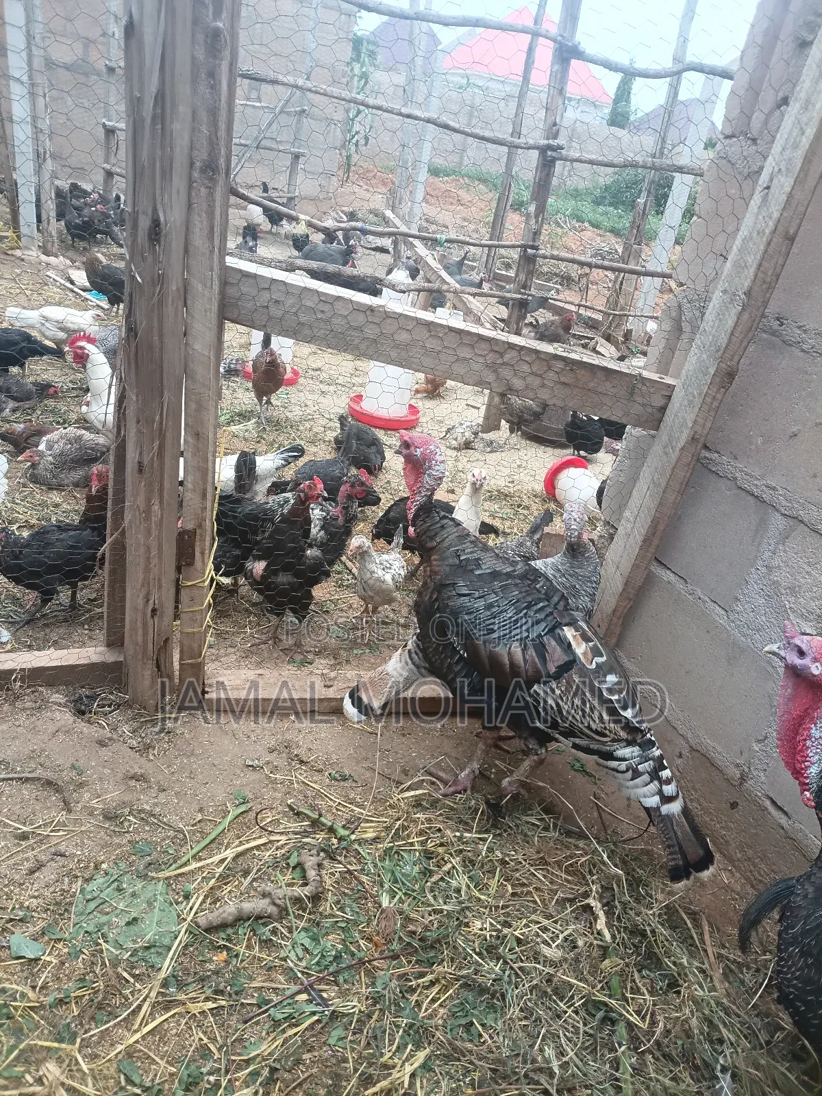 Nauza Bata Mzinga,kuku,kware,bata Na Mayai Ya Kuku Wa Kienyeji