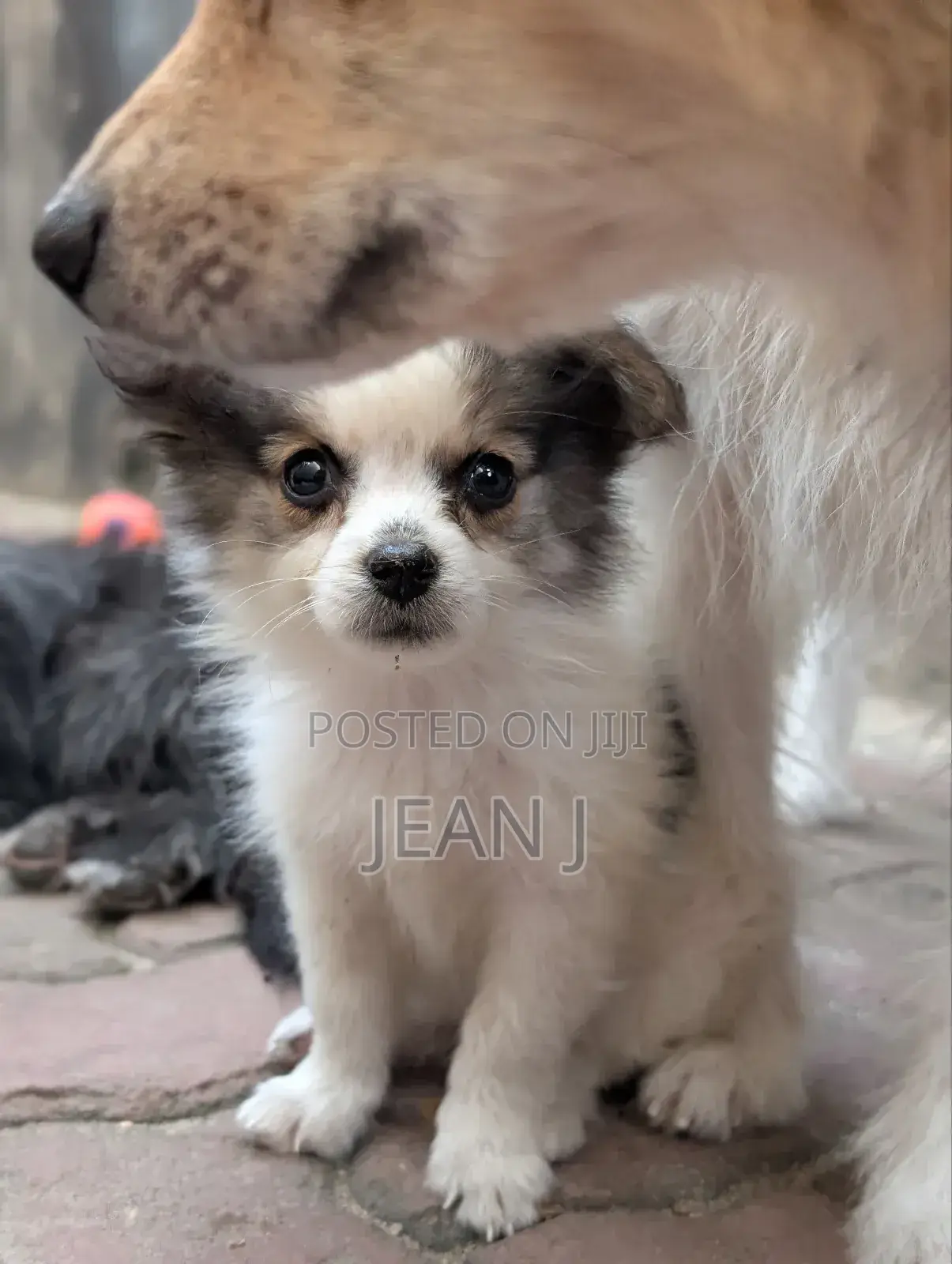 1-3 months Female Purebred American Eskimo