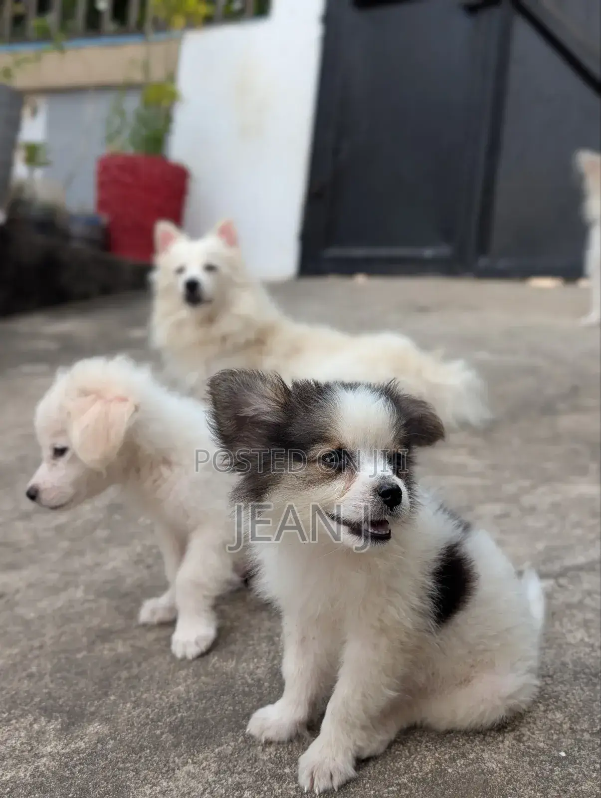 1-3 months Female Purebred American Eskimo