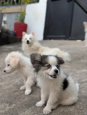 1-3 months Female Purebred American Eskimo