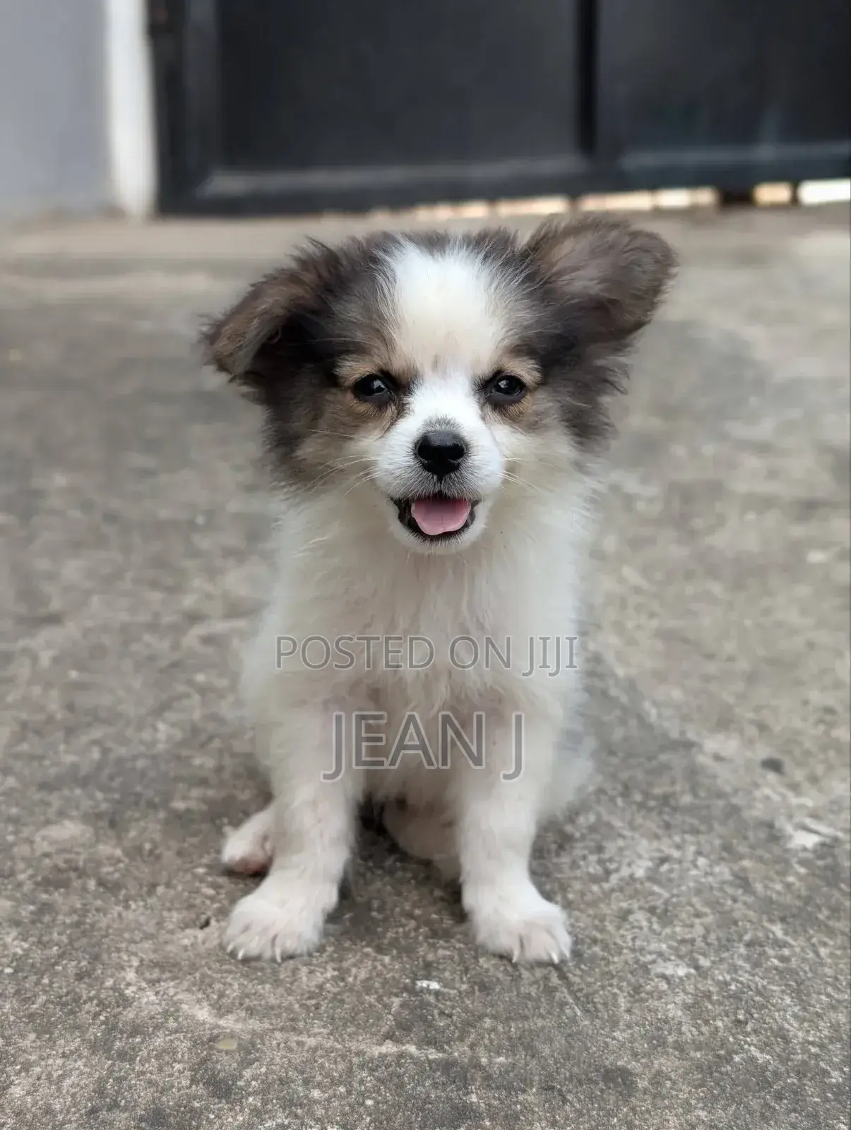 1-3 months Female Purebred American Eskimo