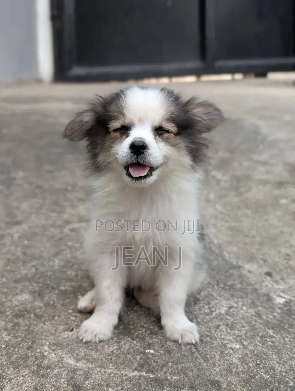 1-3 months Female Purebred American Eskimo