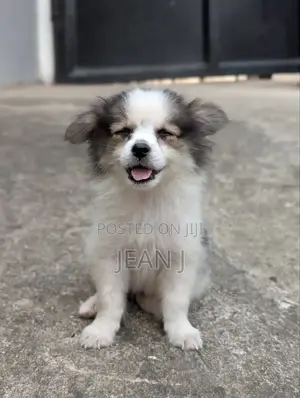 1-3 months Female Purebred American Eskimo