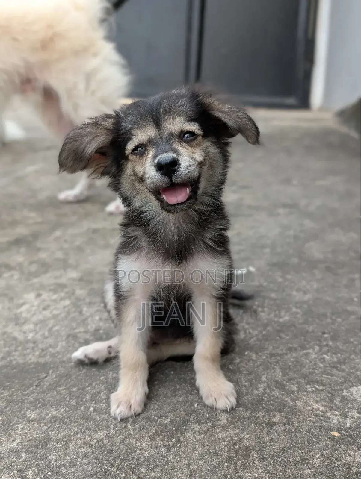 1-3 months Male Purebred American Eskimo