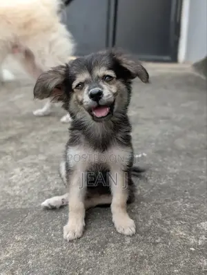 1-3 months Male Purebred American Eskimo
