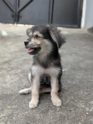 1-3 months Male Purebred American Eskimo