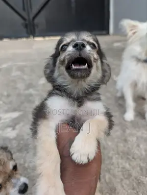 1-3 months Male Purebred American Eskimo