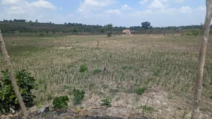 Shamba Acre 5 Linauzwa Msanga Zalala