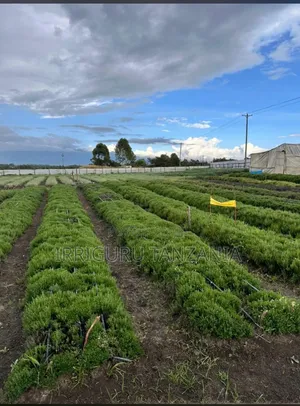 Irrigation Pipes