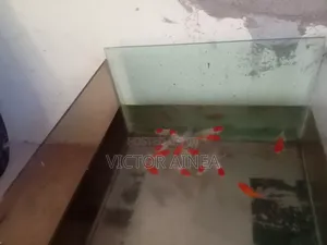 Petfish Different Breeds Available
