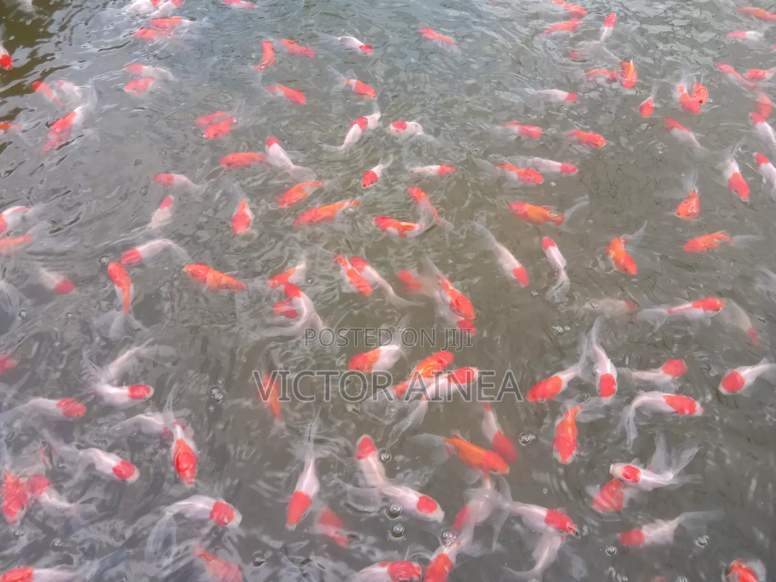 Petfish Different Breeds Available