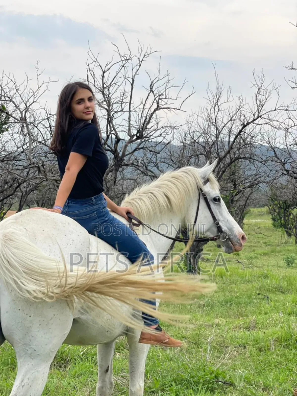 Horse Available