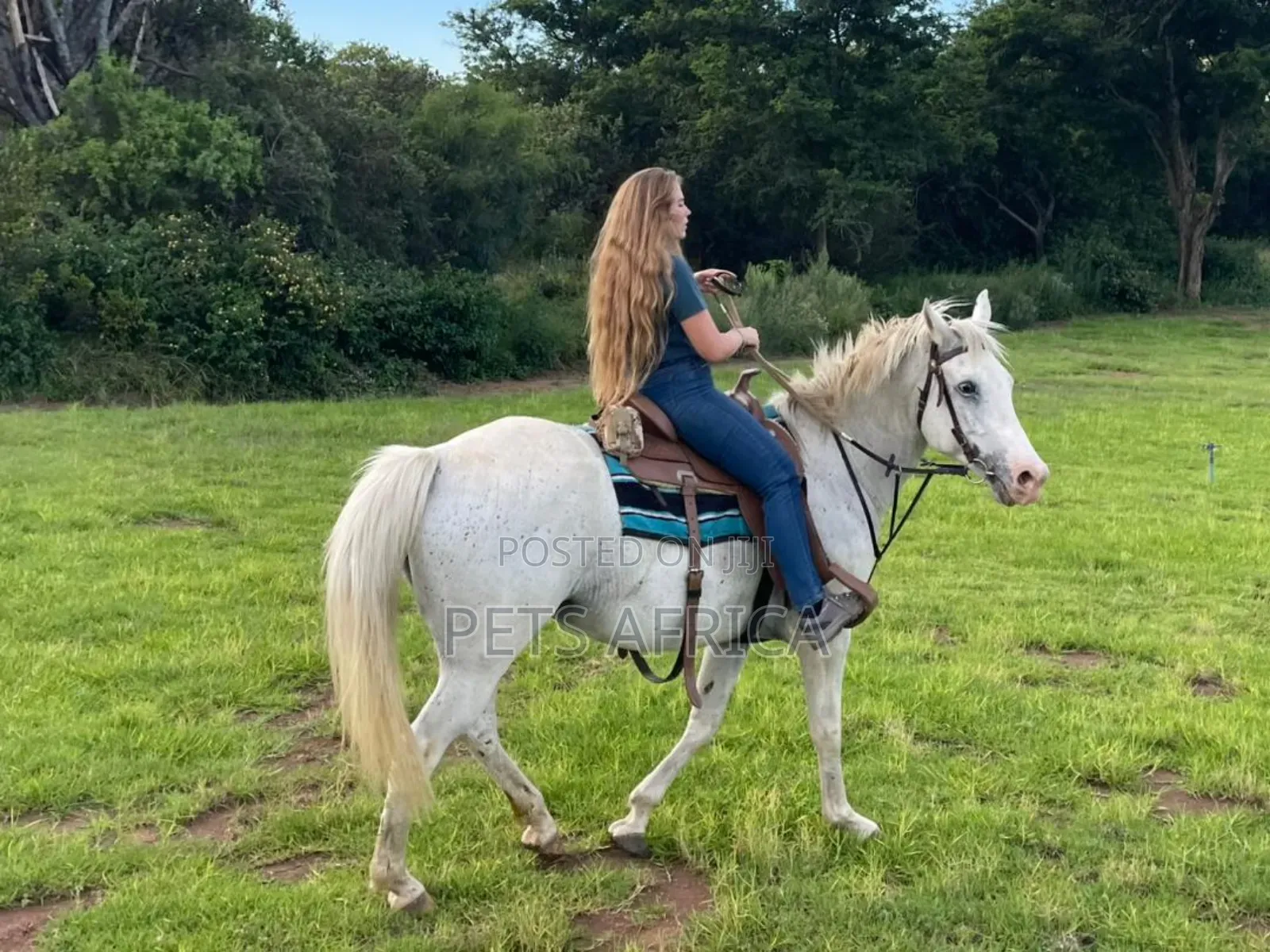 Horse Available