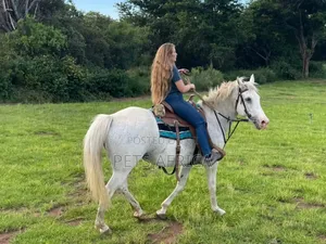 Horse Available