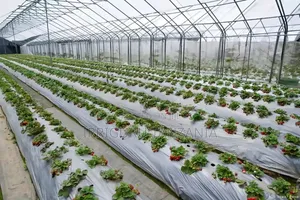 Plastic Mulch Sheet