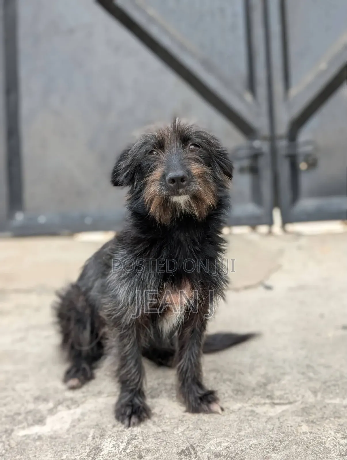 1+ year Female Purebred Maltese
