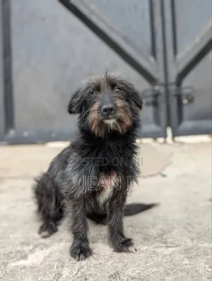 1+ year Female Purebred Maltese