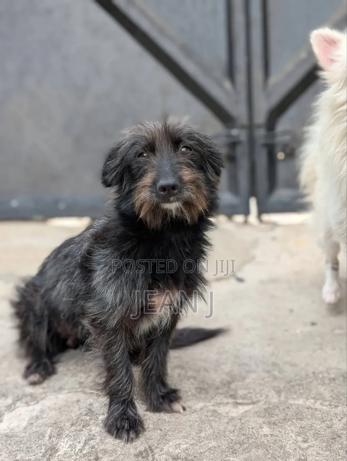 1+ year Female Purebred Maltese