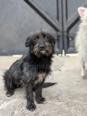 1+ year Female Purebred Maltese