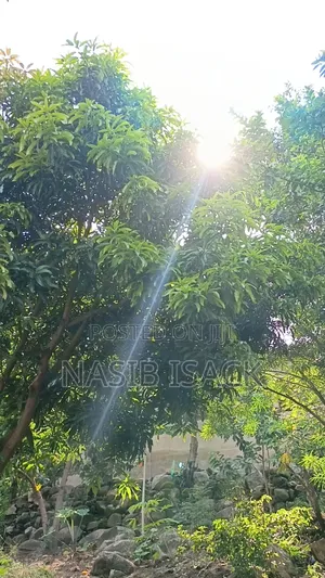 Plot for Sale Ilemela Airport Mwanza