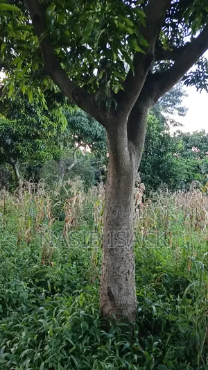Plot for Sale