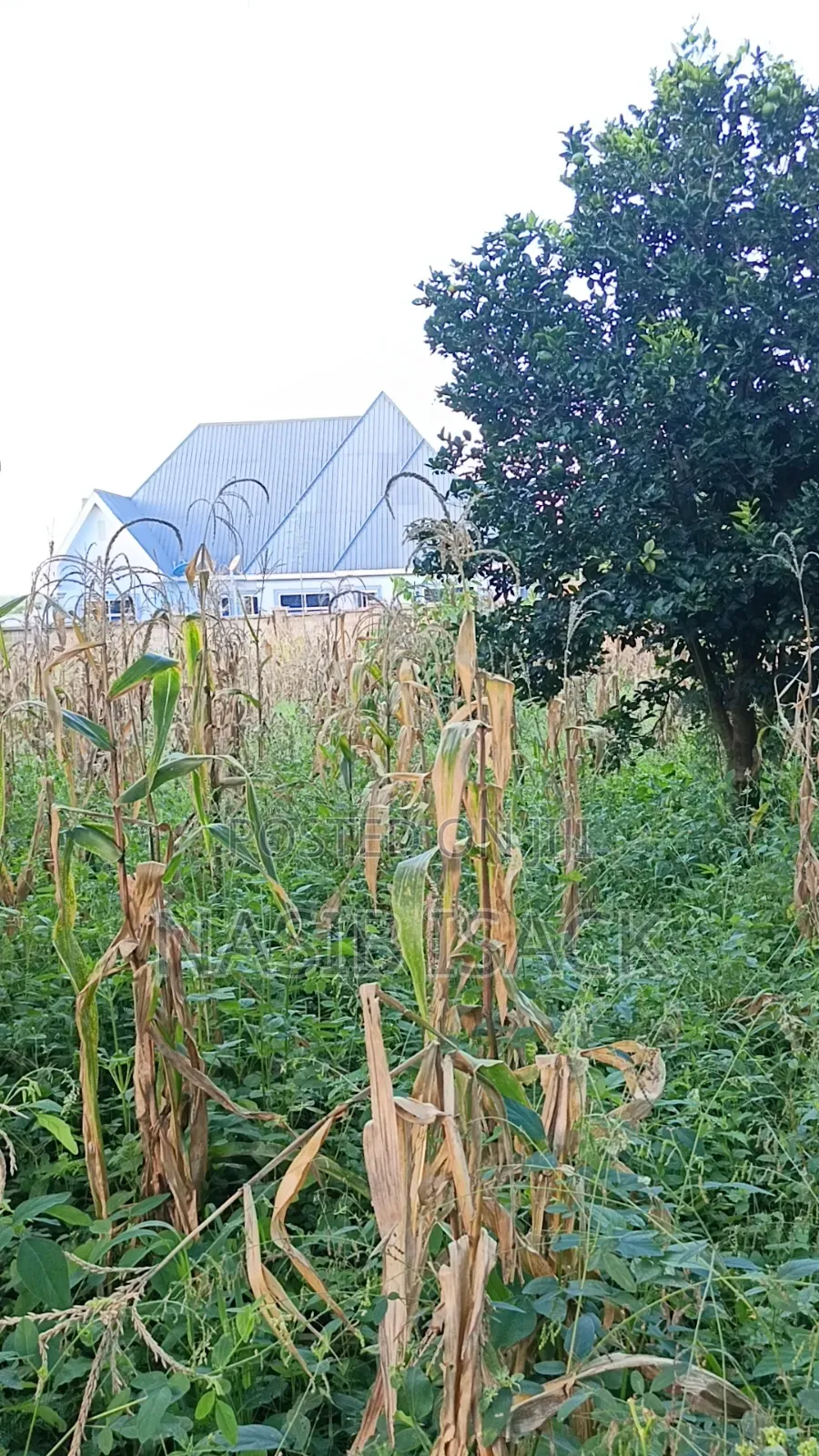 Plot for Sale