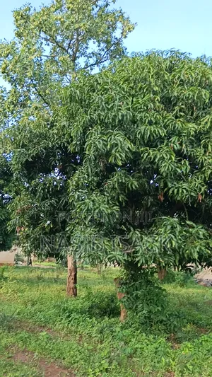 Plot for Sale
