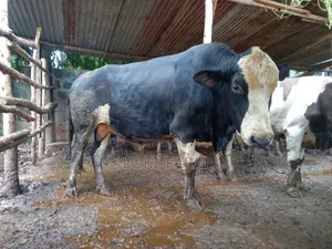 Holstein Friesian Bull