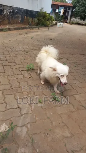 6-12 months Male Purebred American Eskimo