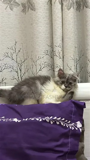 3-6 months Male Purebred Persian