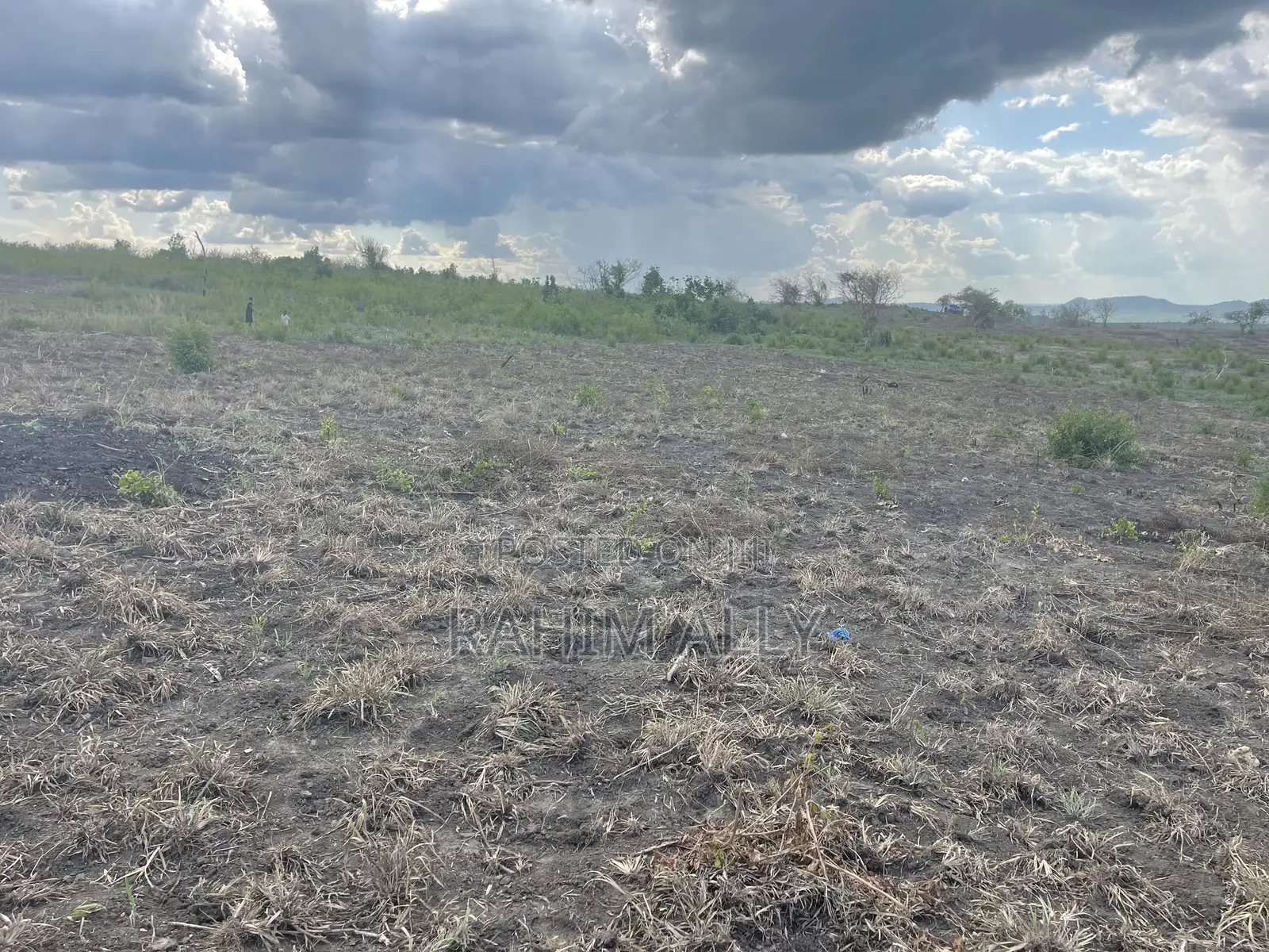 Shamba Linauzwa Kiwangwa Hekari 50
