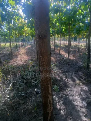Eneo Lenye Ukubw Wa Heka Moja Na Lobo Linauzw Na Mitiki Lipo Morogoro