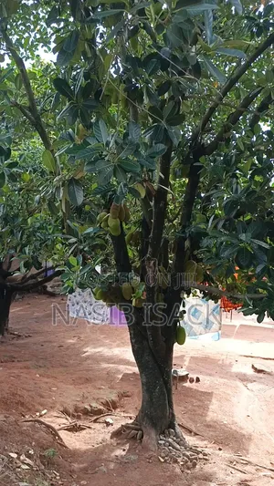 5bdrm House in Isamilo for sale