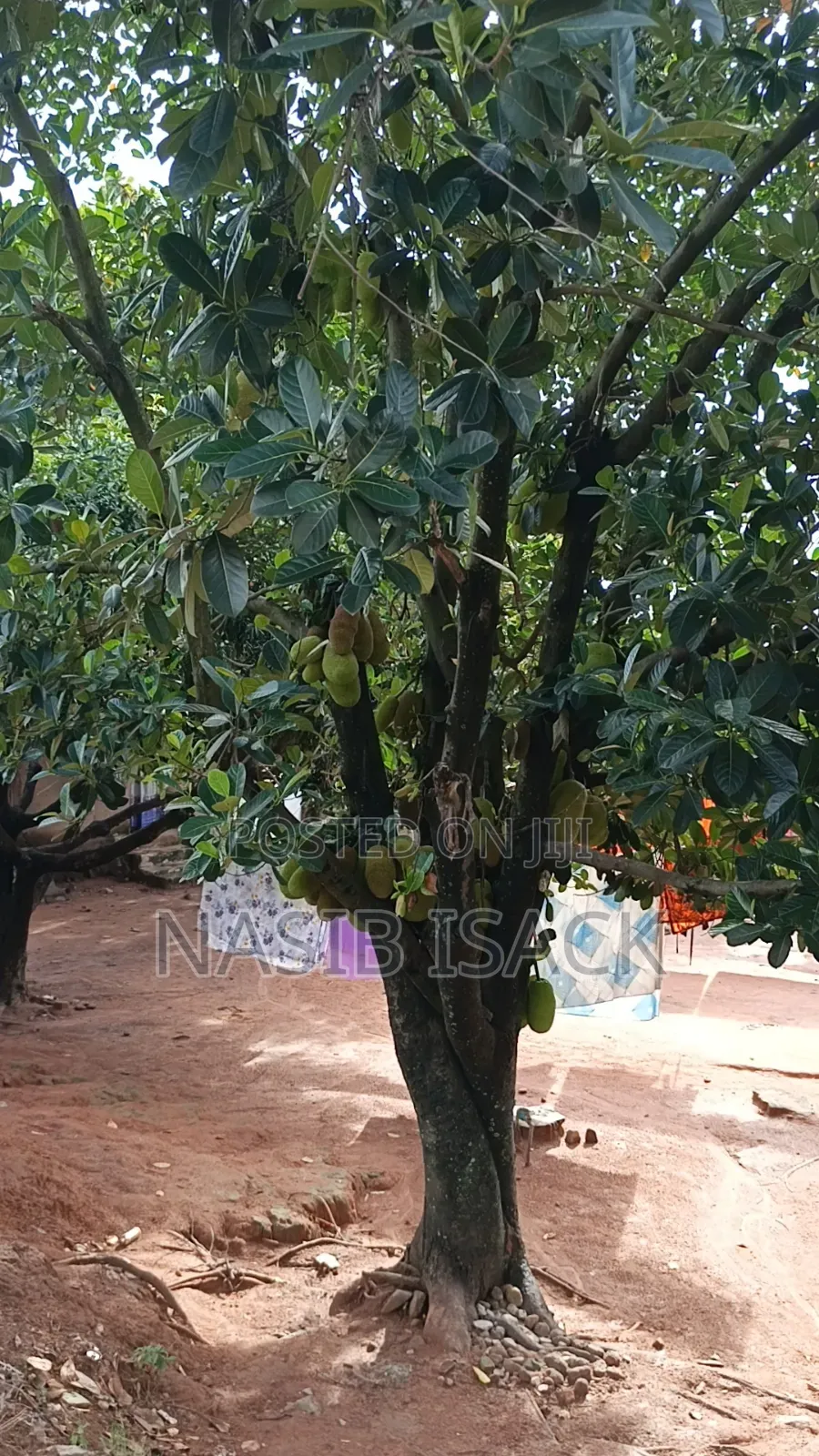5bdrm House in Isamilo for sale